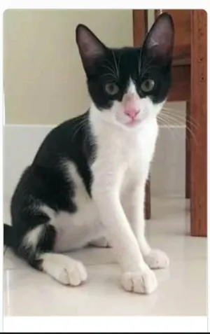 Gato raça srd frajolinha  idade 2 a 6 meses nome BILL