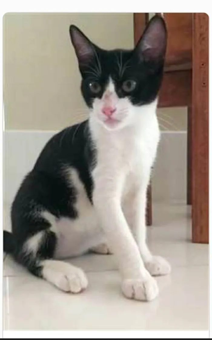 Gato ra a srd frajolinha  idade 2 a 6 meses nome BILL