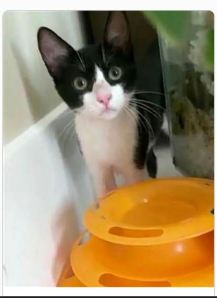 Gato ra a srd frajolinha  idade 2 a 6 meses nome BILL