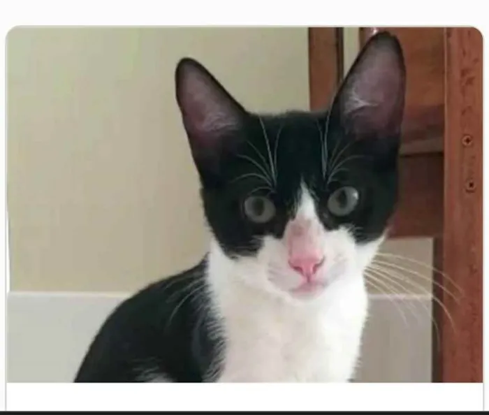 Gato ra a srd frajolinha  idade 2 a 6 meses nome BILL