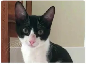 Gato raça srd frajolinha  idade 2 a 6 meses nome BILL