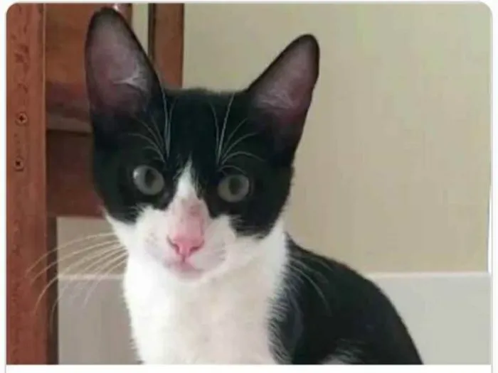 Gato ra a srd frajolinha  idade 2 a 6 meses nome BILL