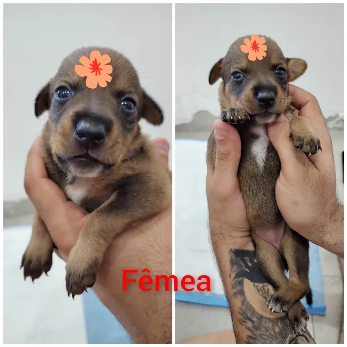 Cachorro ra a SRD-ViraLata idade Abaixo de 2 meses nome Filhotes 