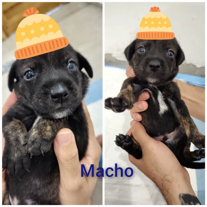 Cachorro ra a SRD-ViraLata idade Abaixo de 2 meses nome Filhotes 