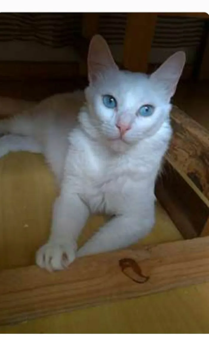 Gato ra a srd idade 2 a 6 meses nome MAITÊ 