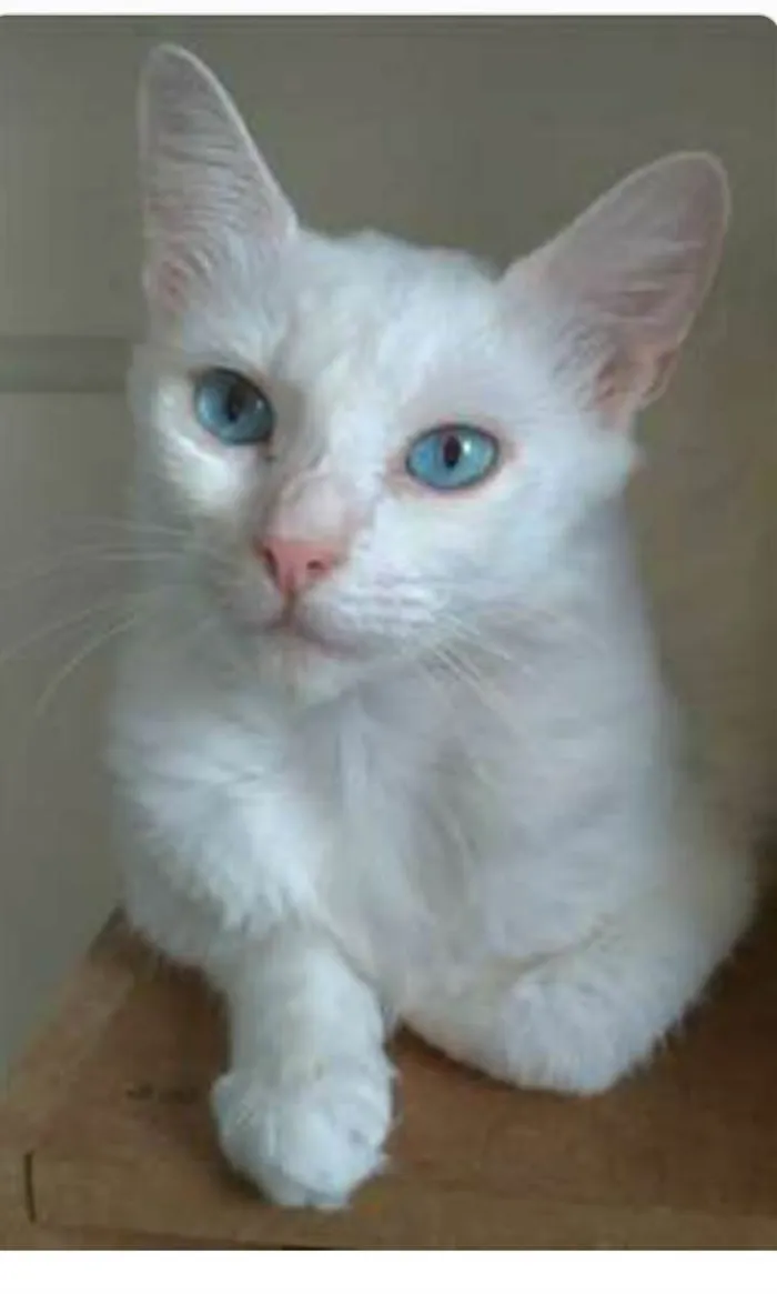 Gato ra a srd idade 2 a 6 meses nome MAITÊ 