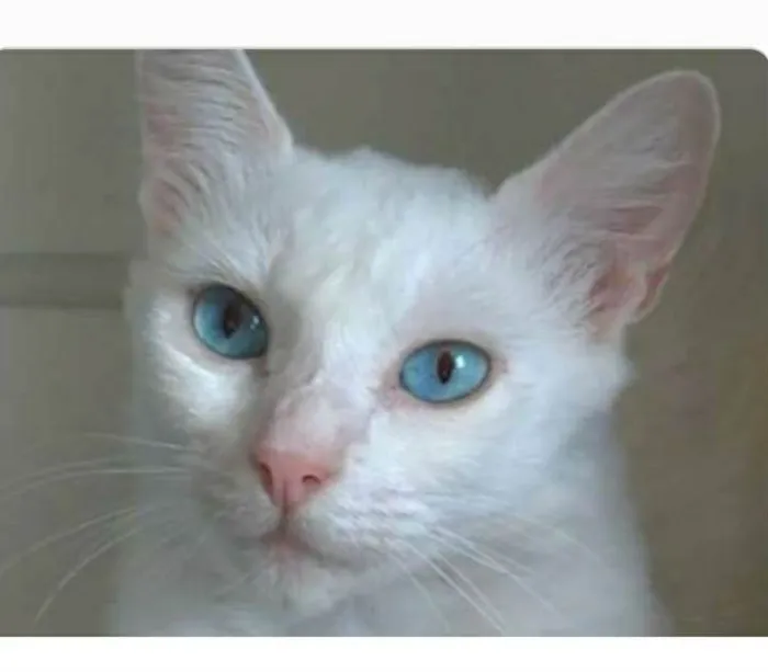 Gato ra a srd idade 2 a 6 meses nome MAITÊ 