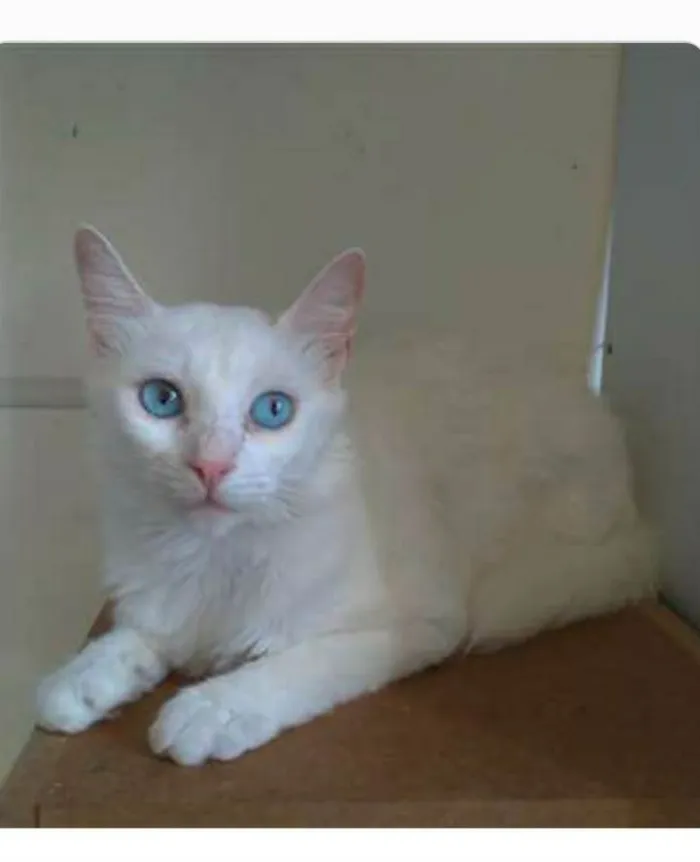 Gato ra a srd idade 2 a 6 meses nome MAITÊ 