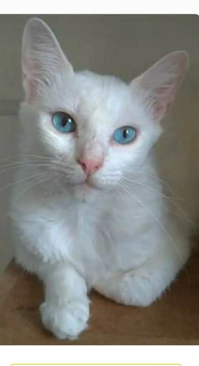 Gato ra a srd idade 2 a 6 meses nome MAITÊ 