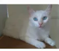 MAITÊ 