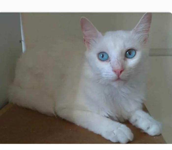 Gato ra a srd idade 2 a 6 meses nome MAITÊ 