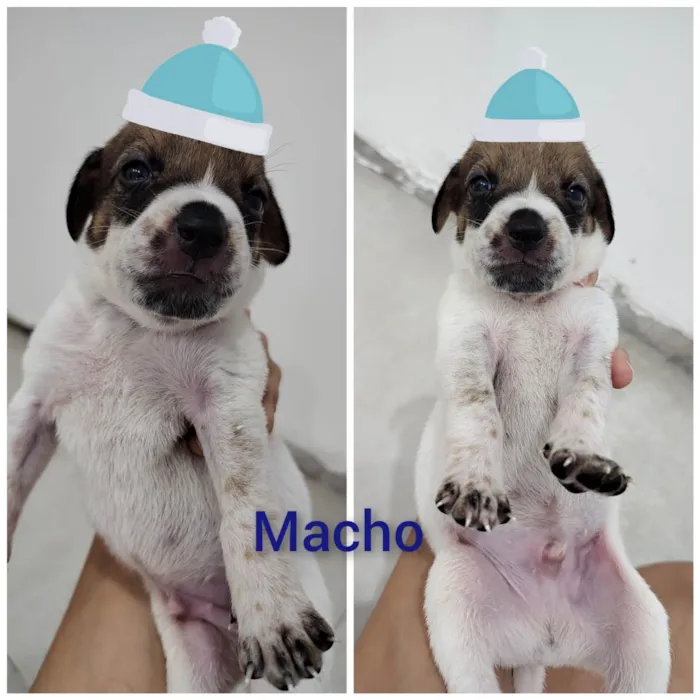 Cachorro ra a SRD-ViraLata idade Abaixo de 2 meses nome Filhotes 