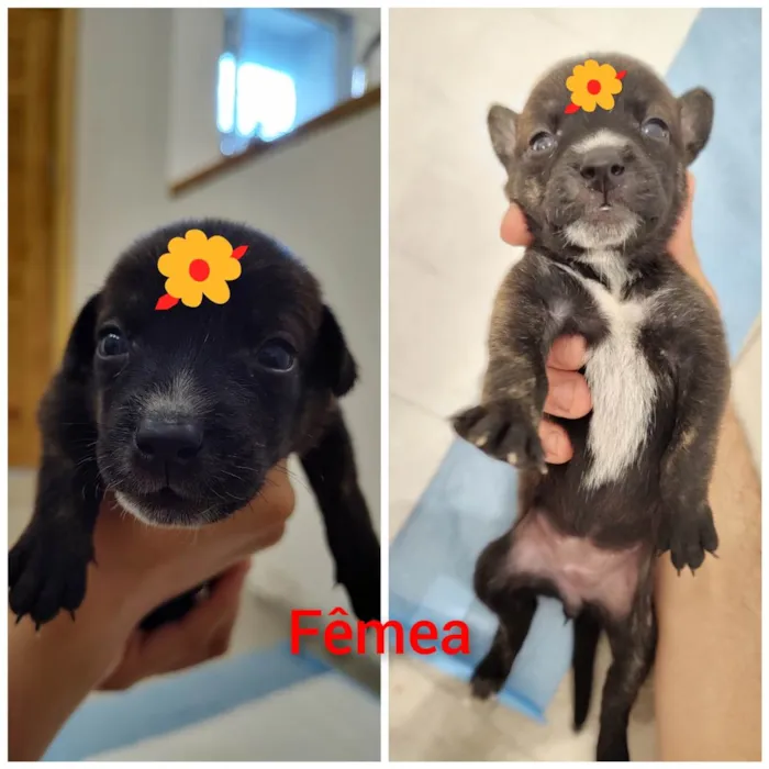 Cachorro ra a SRD-ViraLata idade Abaixo de 2 meses nome Filhotes 