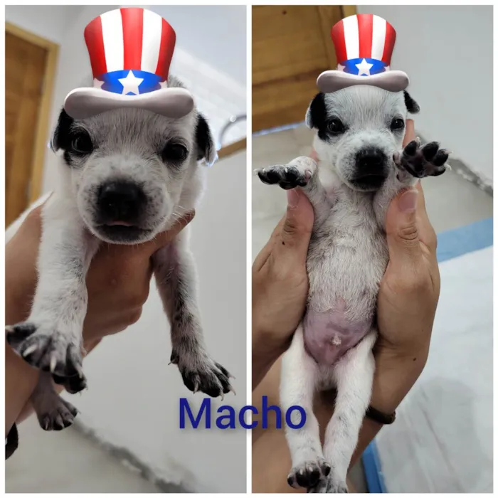 Cachorro ra a SRD-ViraLata idade Abaixo de 2 meses nome Filhotes 