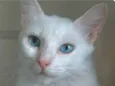 MAITÊ 
