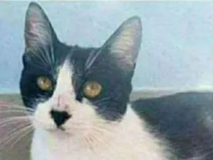 Gato raça srd frajolinha  idade 1 ano nome MAGGIE 