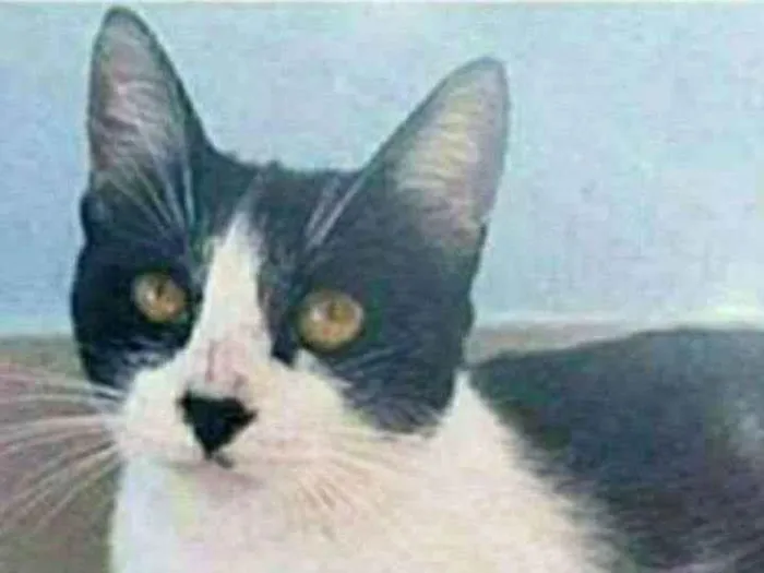 Gato ra a srd frajolinha  idade 1 ano nome MAGGIE 