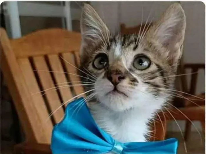 Gato ra a srd bicolor  idade  nome FÉLIX 