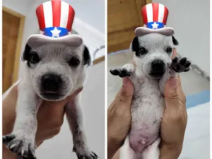 Cachorro raça SRD-ViraLata idade Abaixo de 2 meses nome Filhotes 