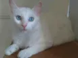 MAITÊ 