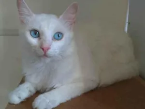 Gato raça srd idade 2 a 6 meses nome MAITÊ 