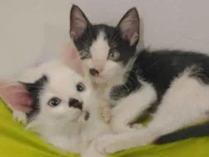 Gato raça SRD-ViraLata idade 2 a 6 meses nome Kim