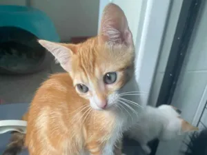 Gato raça Srd idade 2 a 6 meses nome Miguel