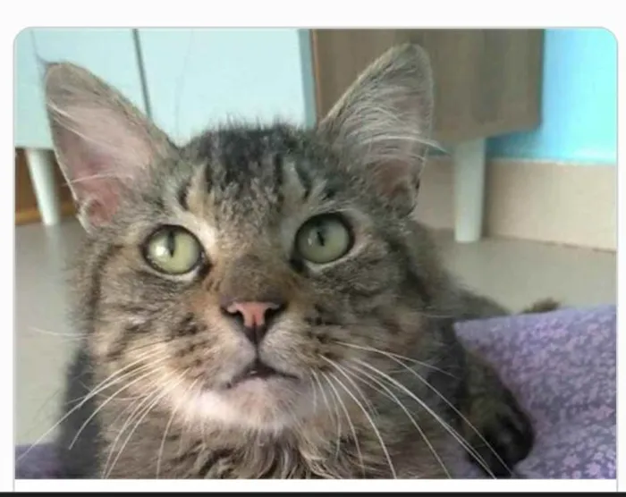 Gato ra a srd tigradinho idade 1 ano nome IRON