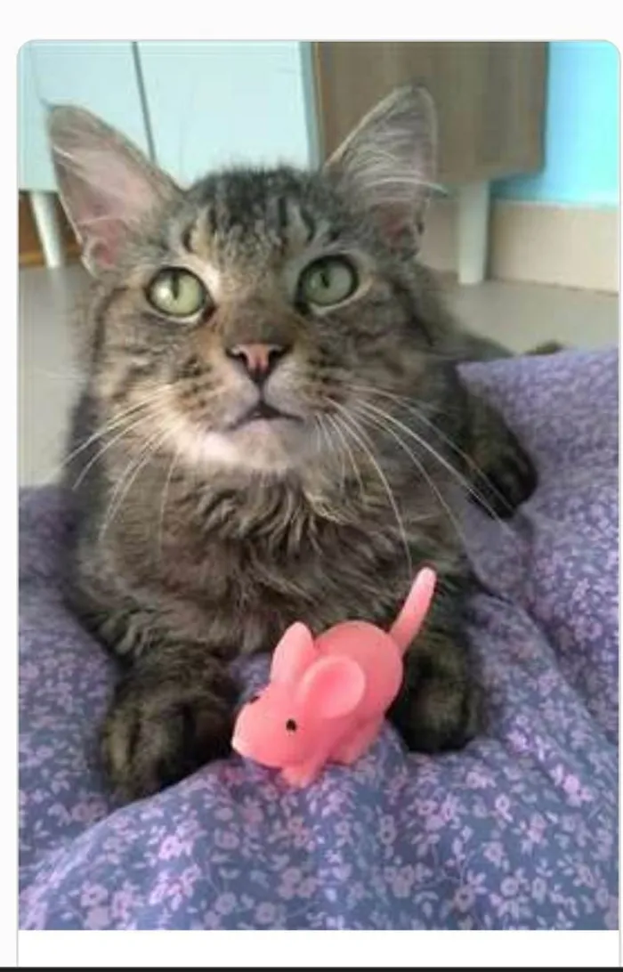 Gato ra a srd tigradinho idade 1 ano nome IRON