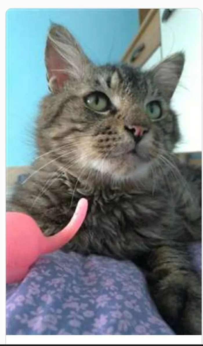 Gato ra a srd tigradinho idade 1 ano nome IRON