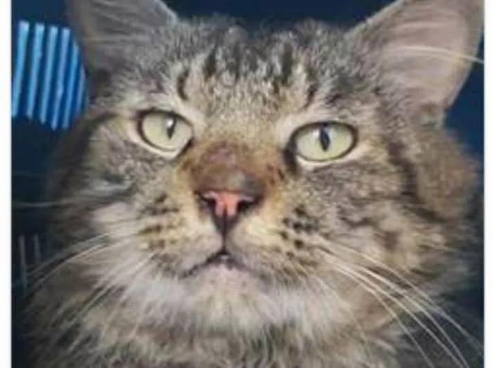 Gato ra a srd tigradinho idade 1 ano nome IRON