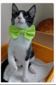 OTTO