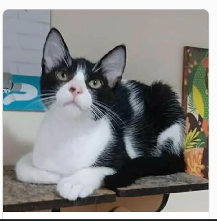 Gato ra a srd frajolinha  idade 2 a 6 meses nome OTTO