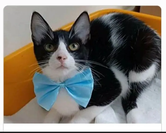 Gato ra a srd frajolinha  idade 2 a 6 meses nome OTTO