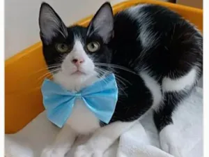 Gato raça srd frajolinha  idade 2 a 6 meses nome OTTO