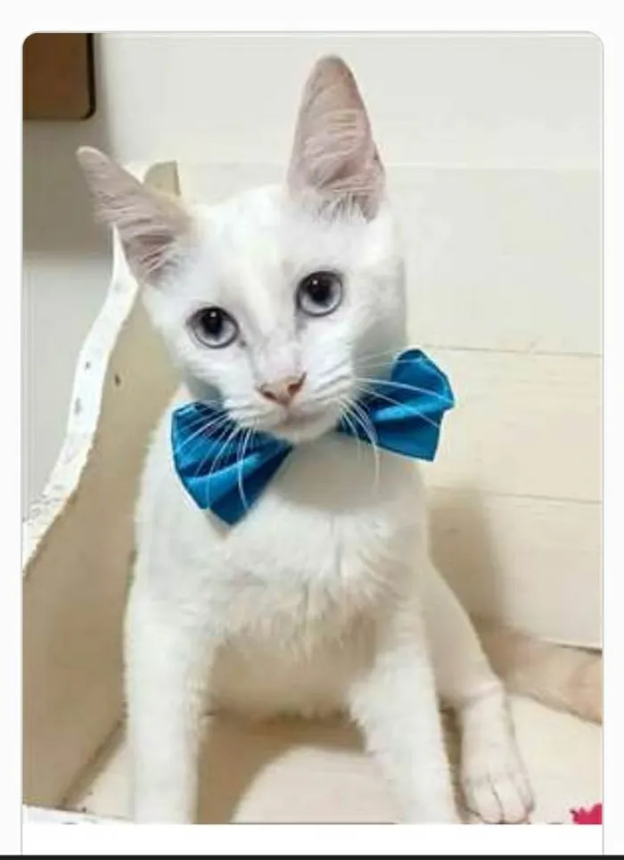 Gato ra a srd idade 2 a 6 meses nome RAEL