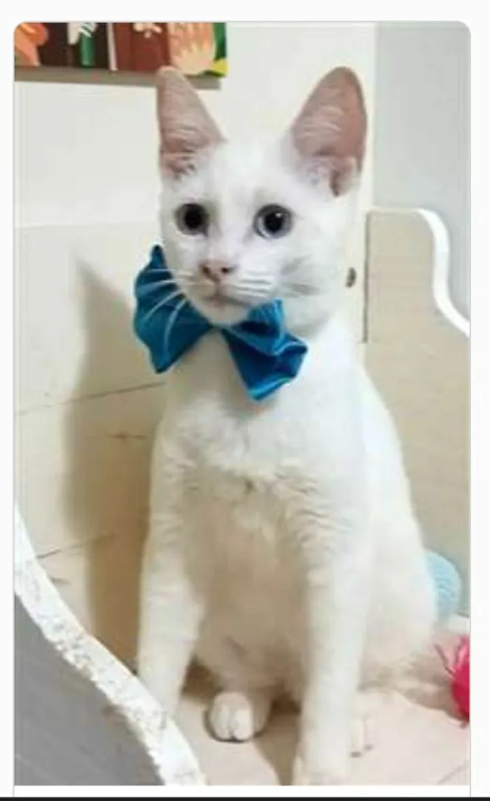 Gato ra a srd idade 2 a 6 meses nome RAEL