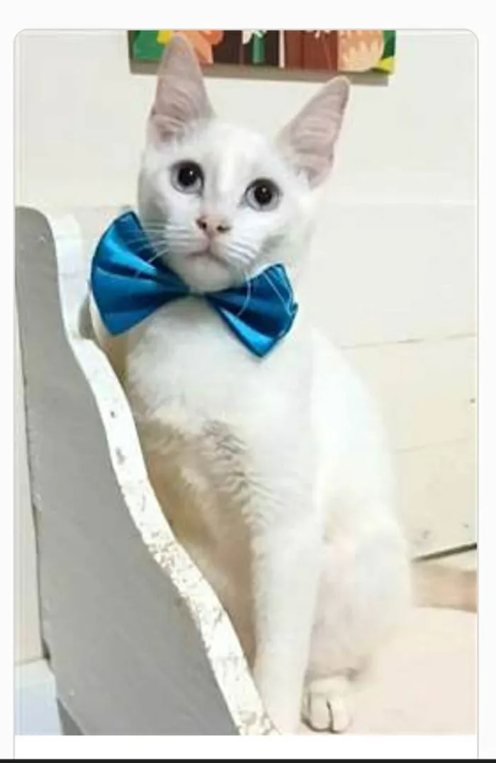 Gato ra a srd idade 2 a 6 meses nome RAEL