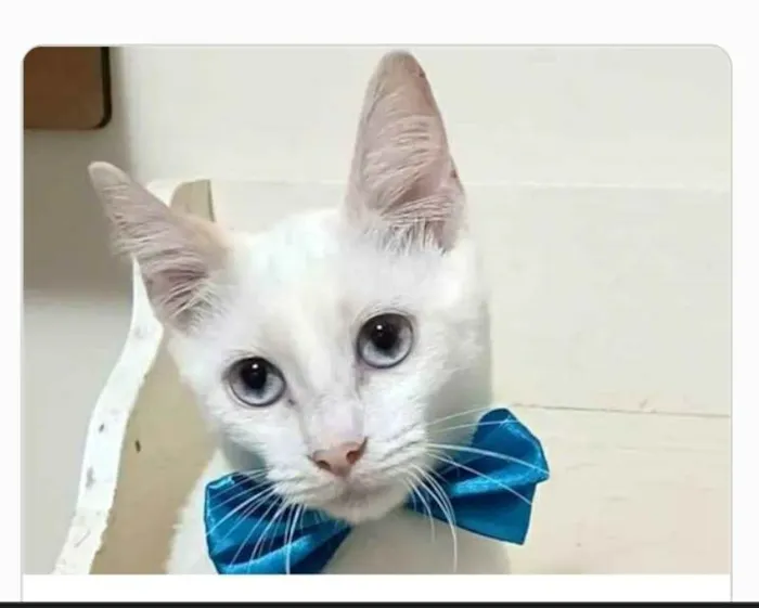 Gato ra a srd idade 2 a 6 meses nome RAEL