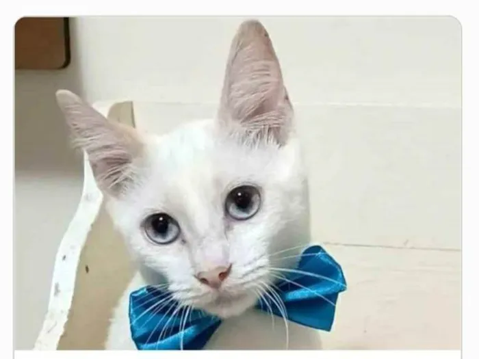 Gato ra a srd idade 2 a 6 meses nome RAEL