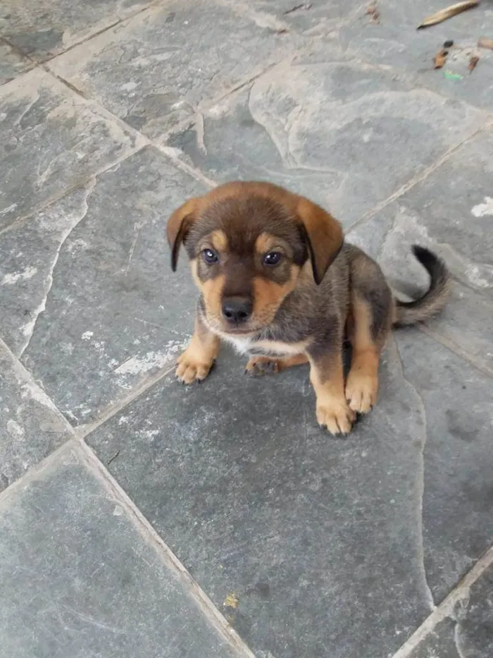 Cachorro ra a SRD-ViraLata idade 2 a 6 meses nome Pedrinho 