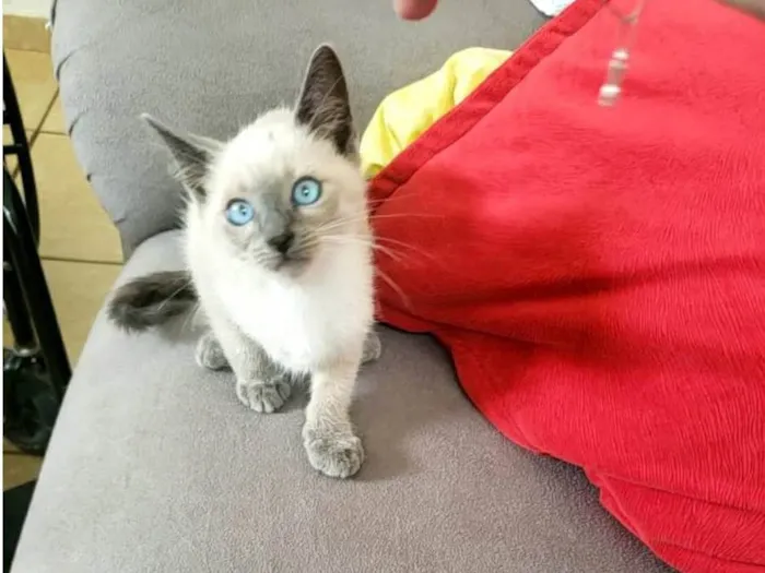 Gato raça Siames idade Abaixo de 2 meses nome Juquinha
