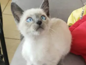 Gato raça Siames idade Abaixo de 2 meses nome Juquinha