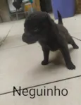 Neguinho