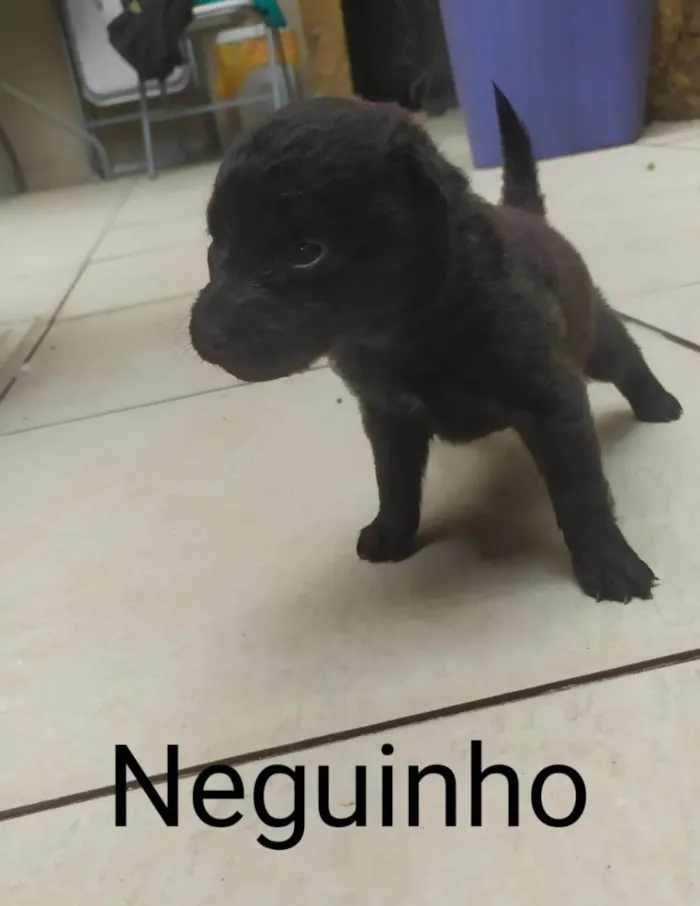 Cachorro raça SRD-ViraLata idade Abaixo de 2 meses nome Neguinho