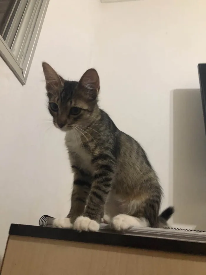 Gato ra a SRD idade 2 a 6 meses nome Kora