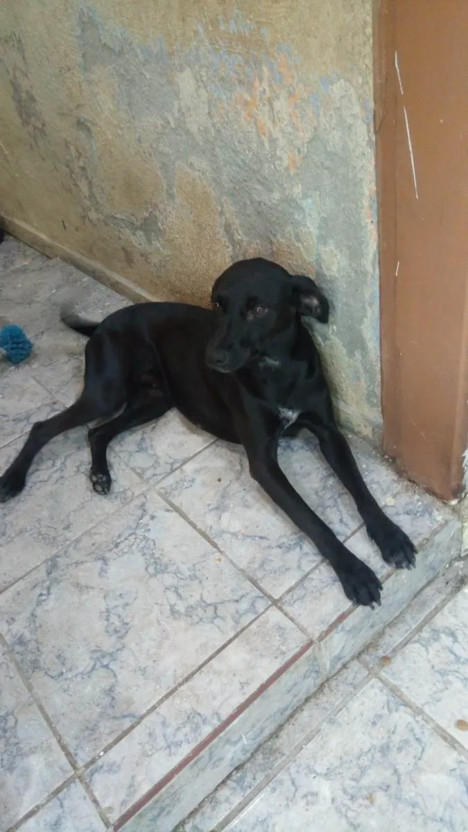 Cachorro ra a SRD-ViraLata idade 1 ano nome Bruxa