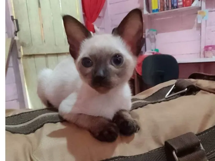 Gato raça Siamês idade 2 a 6 meses nome Channel