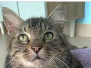 Gato raça srd tigradinho idade 1 ano nome IRON