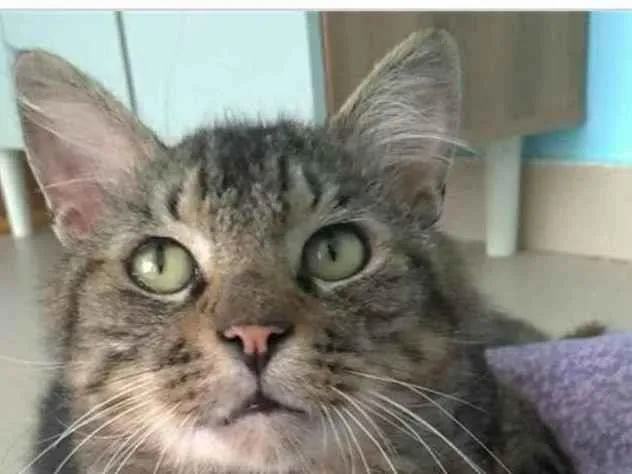 Gato ra a srd tigradinho idade 1 ano nome IRON
